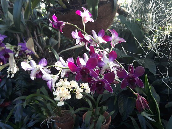 Storczykarnia w Łańcucie